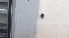 Huge jumping spider! Watch until the end!