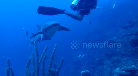 Nurse shark bumps into scuba diver's camera