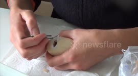Assisted hatching of a twin chick