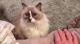 Cat begs for attention