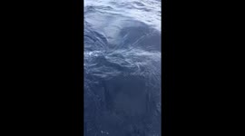 Huge Amberjack Fish