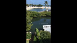 Pelican Dive Bomb