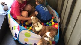 Adorable Corgi puppies frolic in a ball pit
