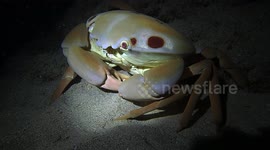 Hawaiian 7/11 Crab