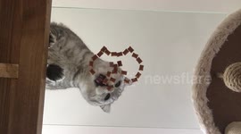 Cats hoover up cat face treat pile