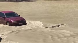Huge crocodile blocks flooded road
