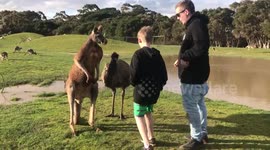 Kangaroo punches boy in the face