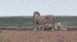 Hippo charges pride of lions with cubs