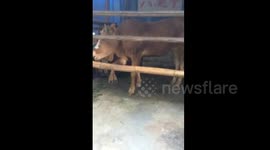 Cow born with six legs