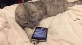 Cat flips phone looking for on-screen mouse