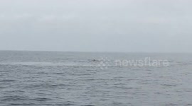 Humpback whale breaches next to a boat