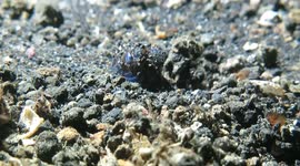 This tiny squid trying to hide is too cute