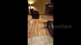 Daisy the Raccoon Popping Ballons