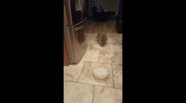 Daisy the Raccoon Cooling Off