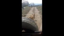 Lion attacks a 4x4 car and bites a tire