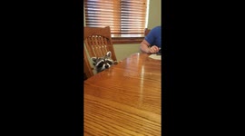 Daisy the Raccoon Eating Mac and Cheese