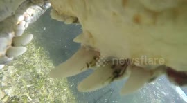 This is what it's like to be eaten by a crocodile