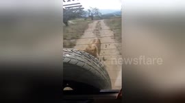 Newsflare Edit - Lion attacks a 4x4 car and bites a tire
