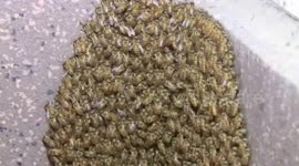 南京:不速之客 家里飞来4000只蜜蜂