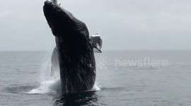 Humpback whale breaches in front of a tourist boat