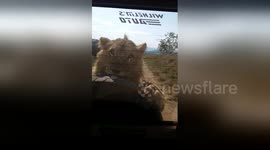 Wild lion attacks vehicle and bites spare tyre