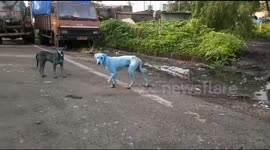 Stray dogs at Navi Mumbai’s Taloja industrial area start turning blue due to pollution
