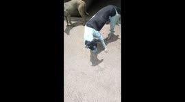 Stray dogs at Navi Mumbai’s Taloja industrial area start turning blue due to pollution