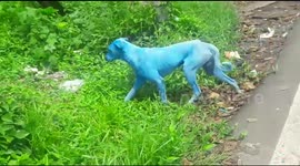 Pollution turns stray dogs blue in India