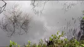 Stray dogs at Navi Mumbai’s Taloja industrial area start turning blue due to pollution