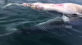 Great whites eating a dead whale