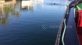 Whale sighting Newport Beach 8/10/17