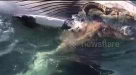 Great white feasts on whale carcass in front of tourists
