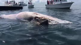 Great white feasts on whale carcass in front of tourists