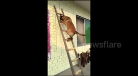 Clever dog climbs ladder