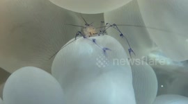 Bubble Coral Shrimp, not for the dinner plate