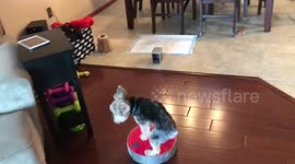 Dog rides on robotic vacuum