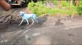 Dogs With BLUE Fur In Mumbai After Dye Leaked Into River