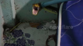 Python found hiding under child's bed after killing family cat