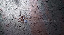 Encore une araignée sur ma terrasse!