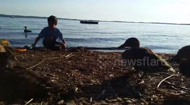 Friendly Summer Time Beach Ducks