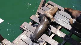 Sea Lions fighting over corner spot on dock