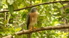 Young Bird Of Prey On Its Perch