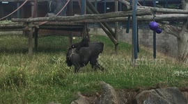 Baby gorilla gets piggyback from mummy
