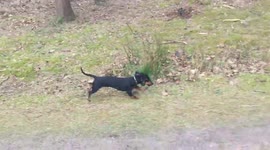 Dachshund exploring the countryside