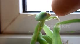 Giant Asian praying mantis drinks from man's finger