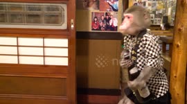 The Monkey Waitress without English subtitle (NHC0027)