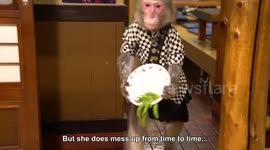 The Monkey Waitress with English subtitle