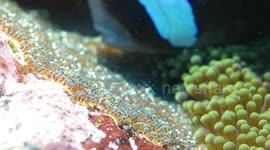 Watch how a caring Clownfish parent carefully takes care of its unhatched eggs