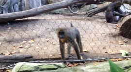 Baby Mandrill - Old World Monkey