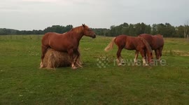 Horse